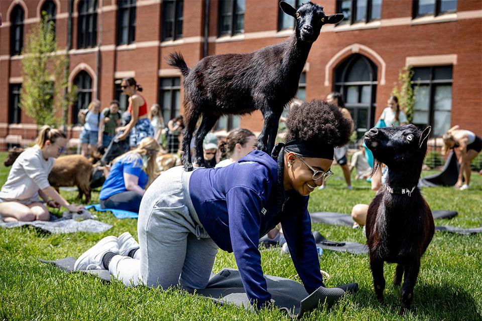 一名学生正在练习瑜伽，两只小山羊在她的上方和旁边